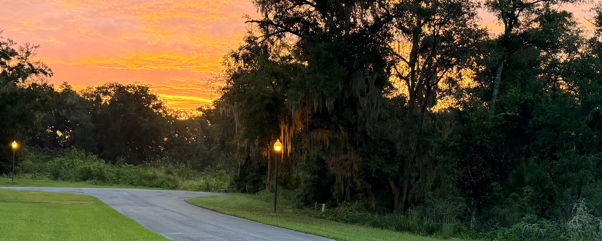 Two street lights still lit along a private road at sunrise, under live oaks draped in Spanish moss